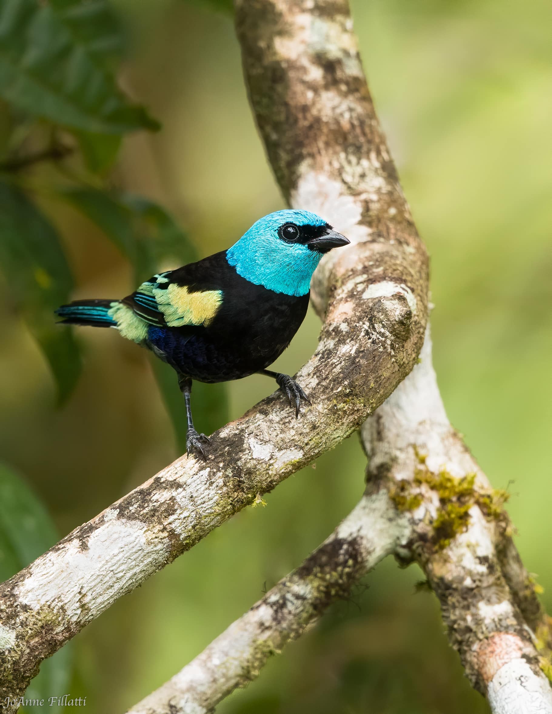 bird of peru image 6